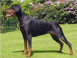 Gravin Henriette v. Neêrlands Stam | Black Doberman Pinscher