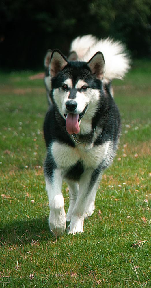 Aleskya | Alaskan Malamute 