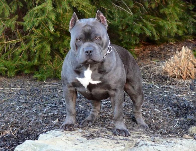 Gomez Bullys/CYB Geno | American Pit Bull Terrier 