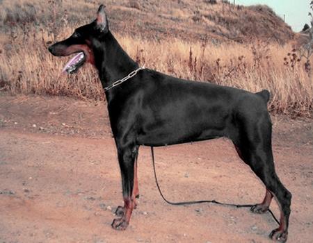 Gravin Oregis v. Neerlands Stam | Black Doberman Pinscher