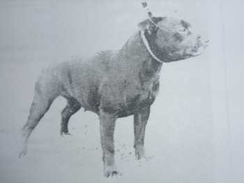 Topcroft Temptress | Staffordshire Bull Terrier 