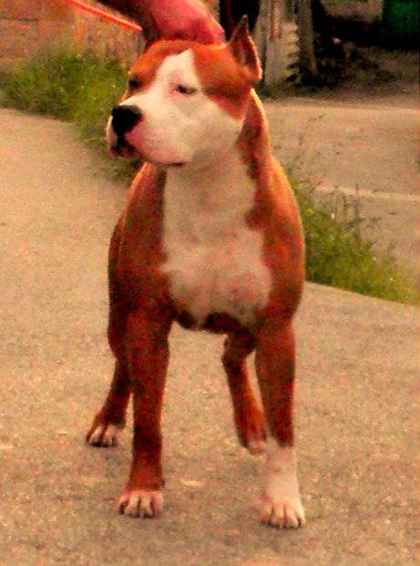 hergutstaff Hurricane Yeiko | American Staffordshire Terrier 