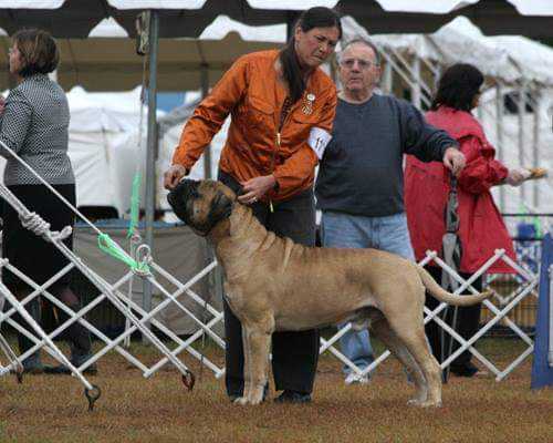 Bandog's Leo of Raven | Bullmastiff 