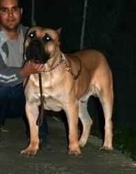 Tago de Volcan Isleno | Perro de Presa Canario 