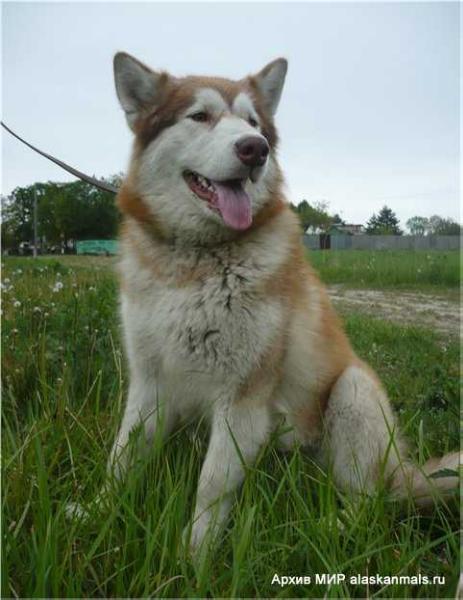 GOLDY GRETTY | Alaskan Malamute 