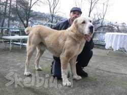 Nektar iz Aleksandrovoi Slobody | Central Asian Shepherd Dog 