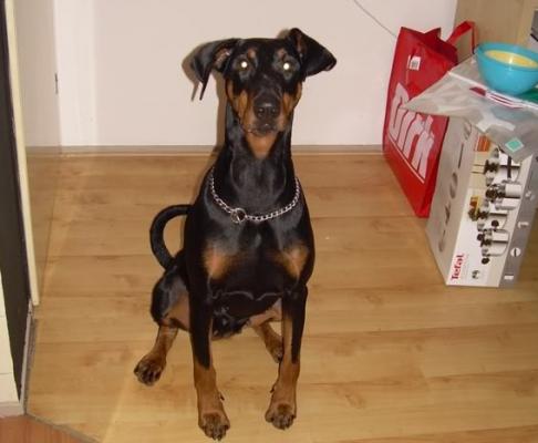 Xena v.d. Groote Maat | Black Doberman Pinscher