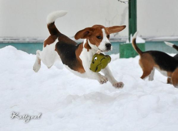 To By Lucky Zavodnaya Tonya | Beagle 