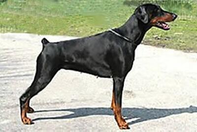 Zarina v.h. Wantishof | Black Doberman Pinscher