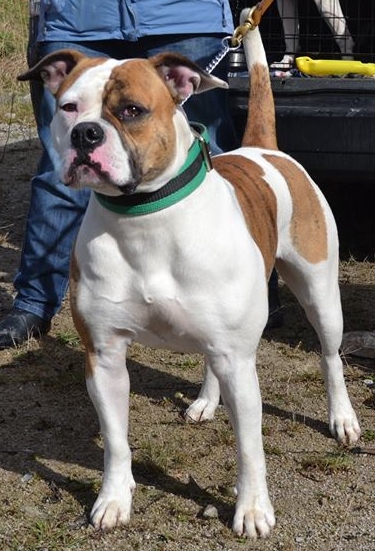 Red Fire Kennels Ruby Wynne | American Bulldog 