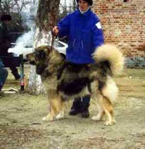DAGOR SO STOLBOVOI | Caucasian Mountain Dog 