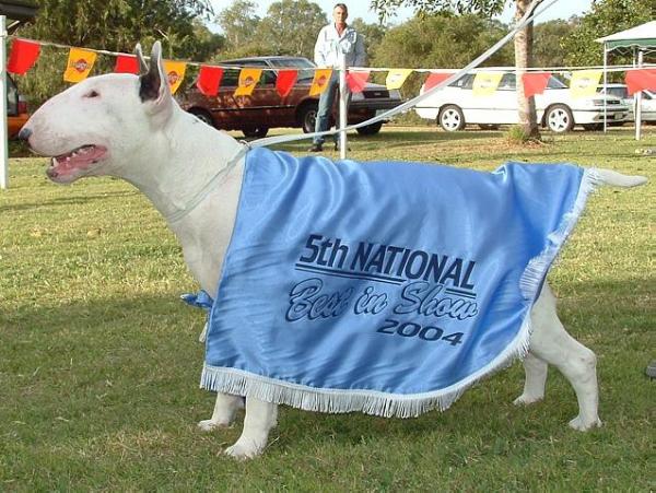 Kuripoaka Patchwork | Bull Terrier 