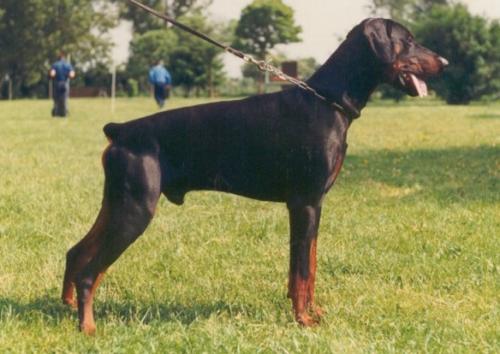 Nero v. Mahuba (DZB 100097) | Black Doberman Pinscher