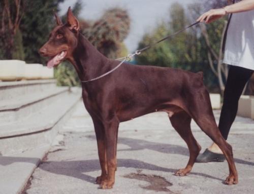 Jago Warrior de Furioso | Brown Doberman Pinscher