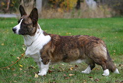 Big-Wood’s Fool Image | Cardigan Welsh Corgi 