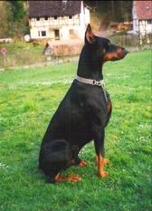 Eyk v.d. Wolfsdelle | Black Doberman Pinscher