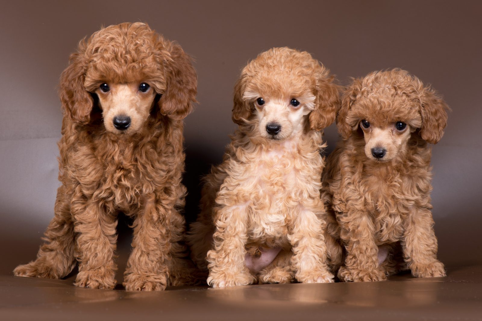 Poodle (Miniature)