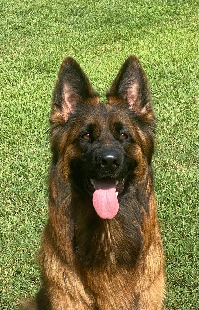 Anja von der Goldkuste | German Shepherd Dog 