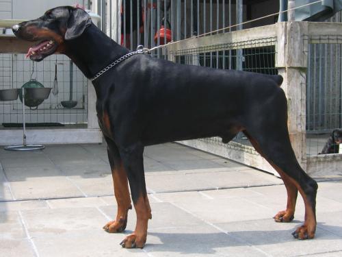 Wiseguy Di Capo v.h. Wantij | Black Doberman Pinscher