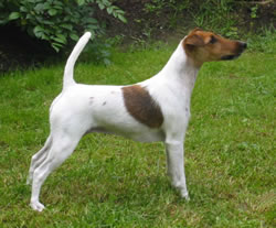 Texforrier Easy On The Eye | Smooth Fox Terrier 