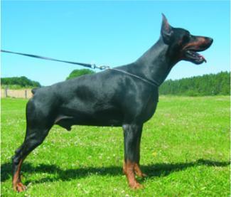 Spike Les Deux Peupliers | Black Doberman Pinscher