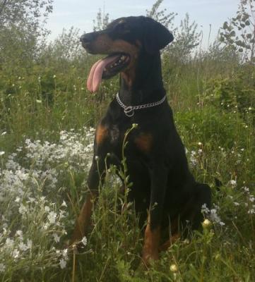 Xenna Roxanne From Dober Castle | Black Doberman Pinscher