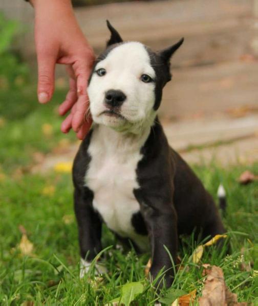 Bulwaif Baltazar Pokoritel Vershin | American Staffordshire Terrier 