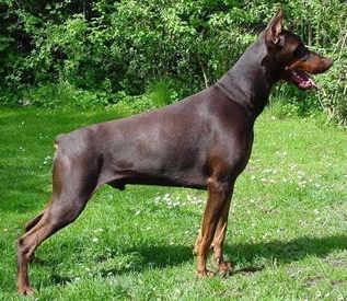 Madmax v. Gaxhardter Wald | Brown Doberman Pinscher