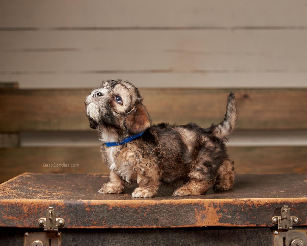 Sunny Magic Wonder Rudolf | Dandie Dinmont Terrier 