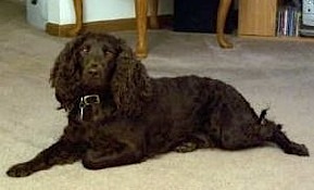 Little Brownies Baci | American Water Spaniel 