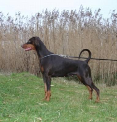 Little League's Tosca | Brown Doberman Pinscher