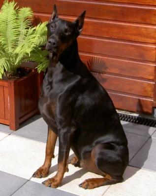 Quinzero v.h. Zwettebos | Black Doberman Pinscher