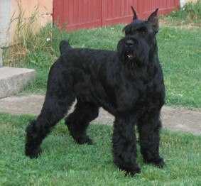 PLAYBOY | Giant Schnauzer 