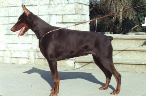 Beersheva Novalis | Brown Doberman Pinscher