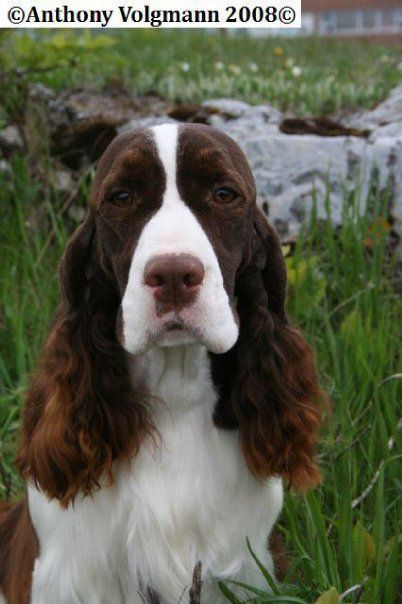 Shore Sky's The Limit | English Springer Spaniel 