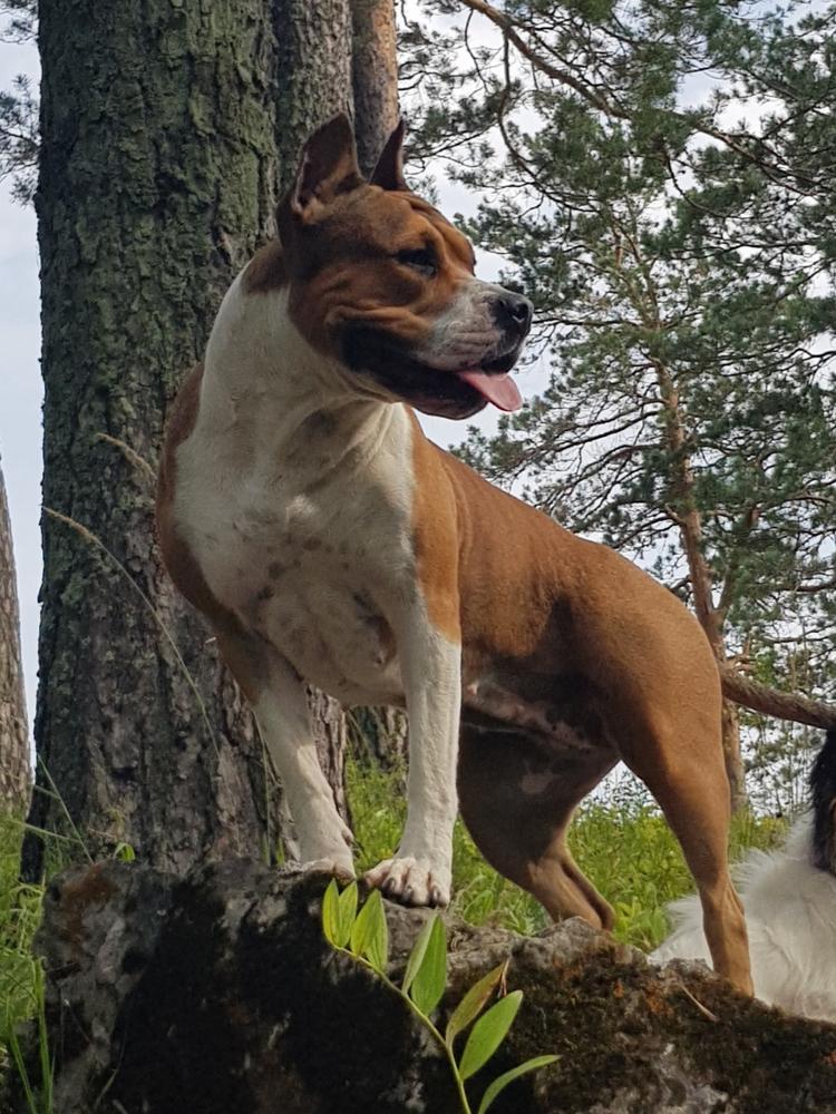 ZOLOTOI ANGEL HRANITEL Damzel in Manners | American Staffordshire Terrier 