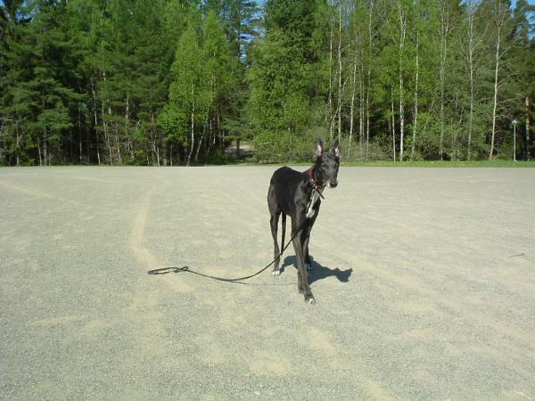 Gråtass Wilma | Greyhound 