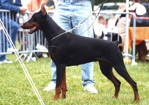 Mia de Fassano (LOF 58260) | Black Doberman Pinscher