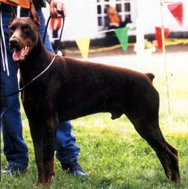 Ayrton di Campovalano | Brown Doberman Pinscher