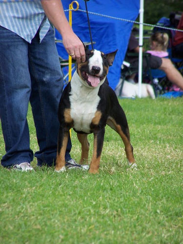 Bullamakanka Butter Bean | Bull Terrier 