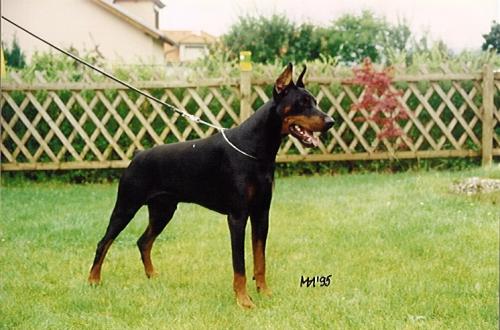 Graaf Mauro v. Neerlands Stam (NHSB 2394608) | Black Doberman Pinscher