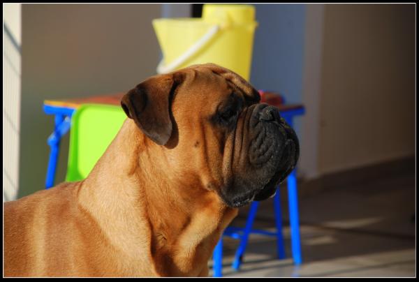 Ardhub Omigosh | Bullmastiff 