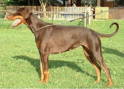 Assisa v.d. Fuggerstadt | Brown Doberman Pinscher