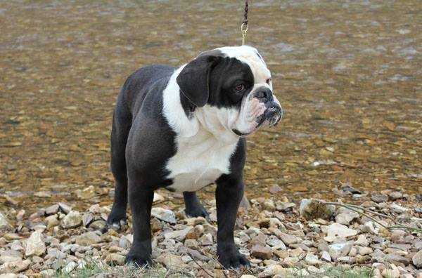 Kings River Bulldogge's About Face | Olde English Bulldogge 