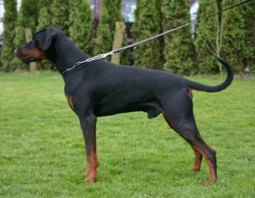 Blade v.h. Wantishof | Black Doberman Pinscher