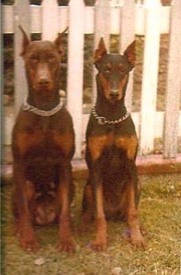 Britta v. Gaxhardter Wald | Black Doberman Pinscher