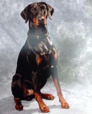 Graaf Nitro v. Neerlands Stam | Black Doberman Pinscher