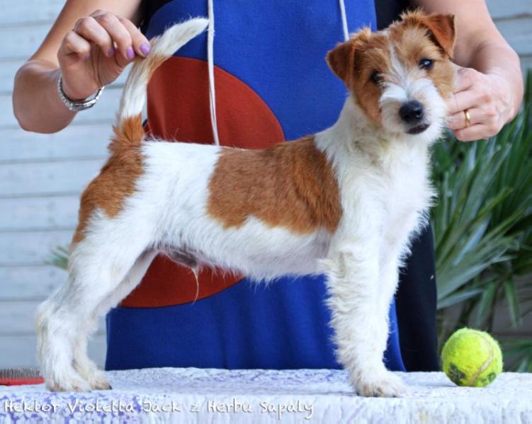 Hektor Violetta Jack z Herbu Sapaly | Jack Russell Terrier 