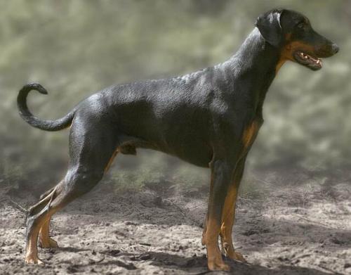 Graaf Nikander v. Neêrlands Stam | Black Doberman Pinscher