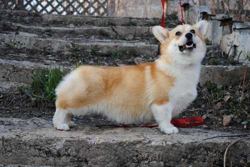 Malahit Nadezhdy Jaclin | Pembroke Welsh Corgi 